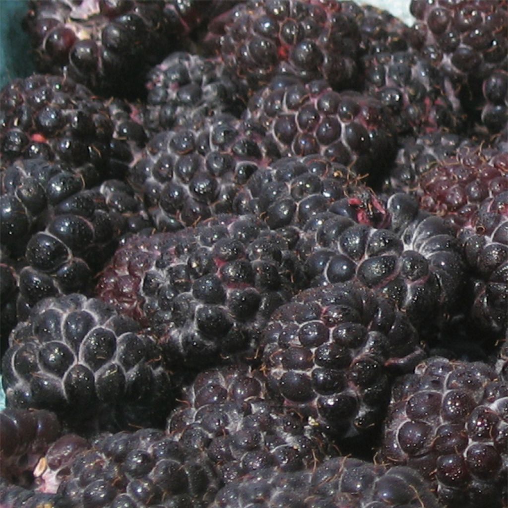 Framboisier Black Jewel - Rubus occidentalis