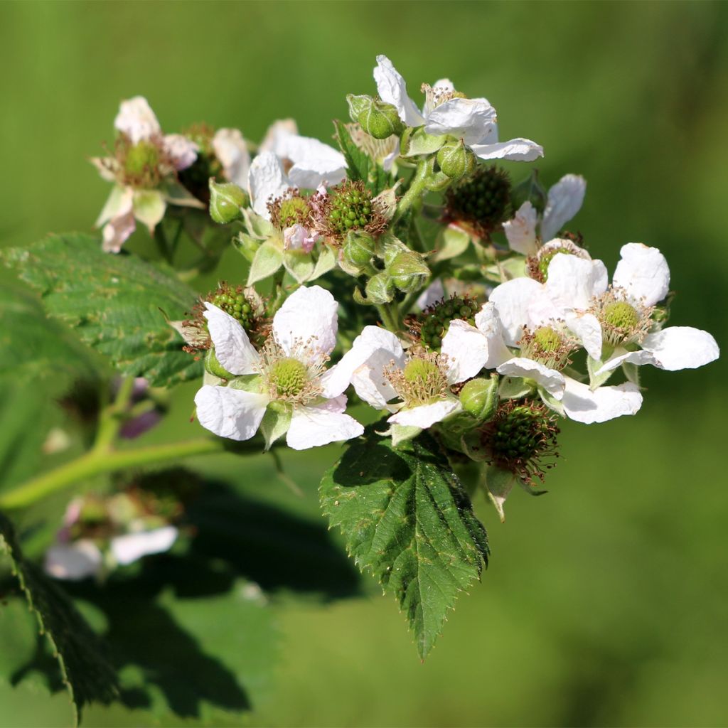 Framboisier Schönemann - Rubus idaeus