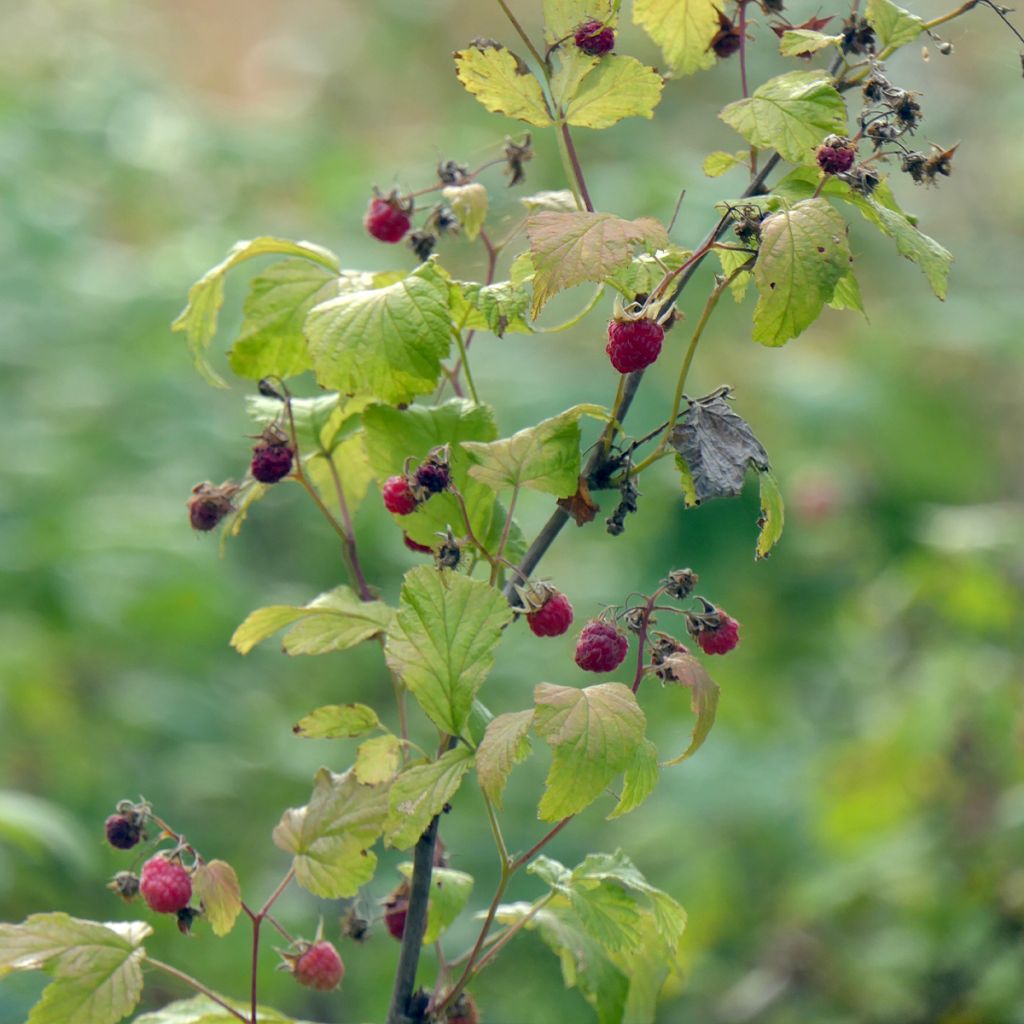 Framboisier nain remontant Autumn Belle - Rubus idaeus