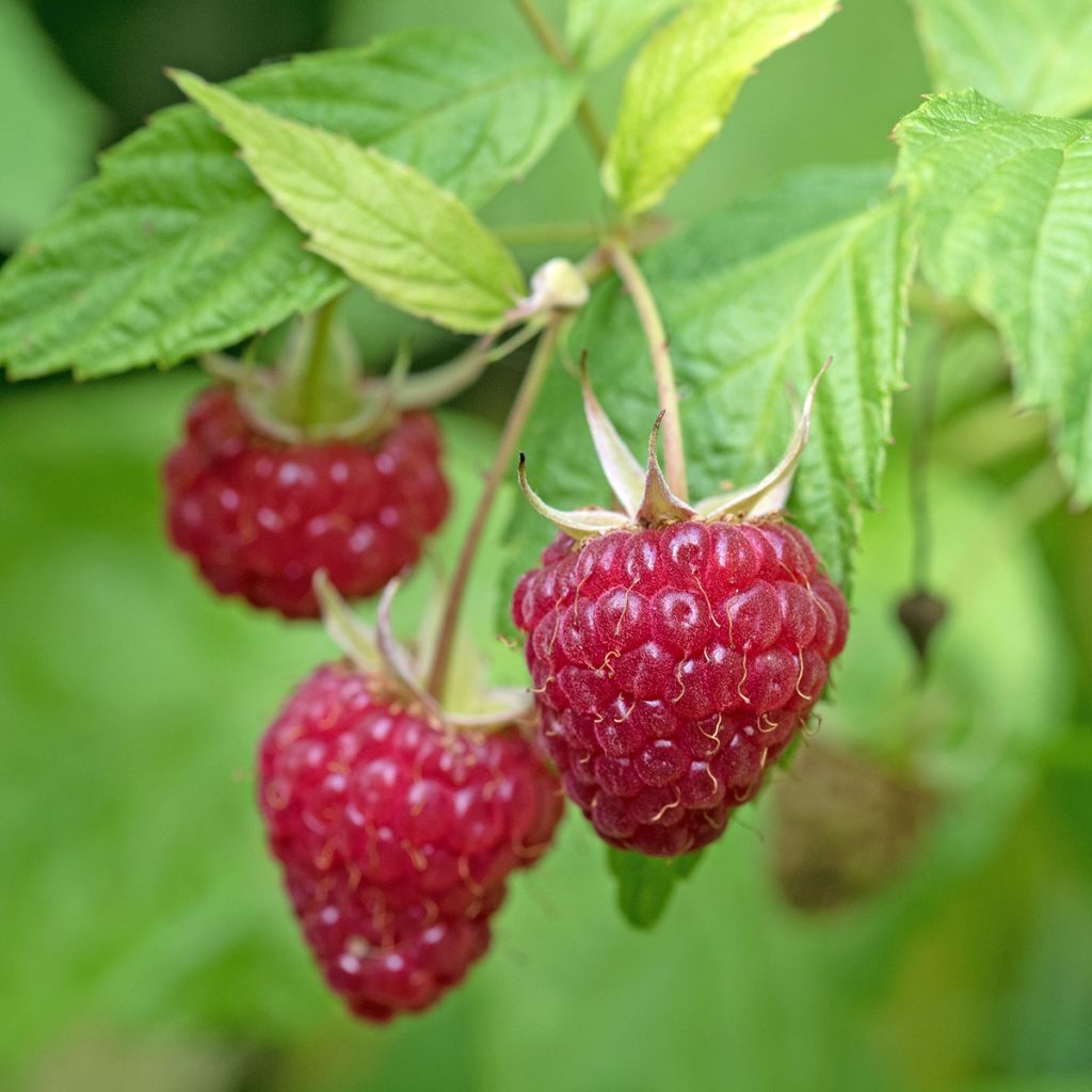 Framboisier nain remontant Lucky Berry - Rubus idaeus