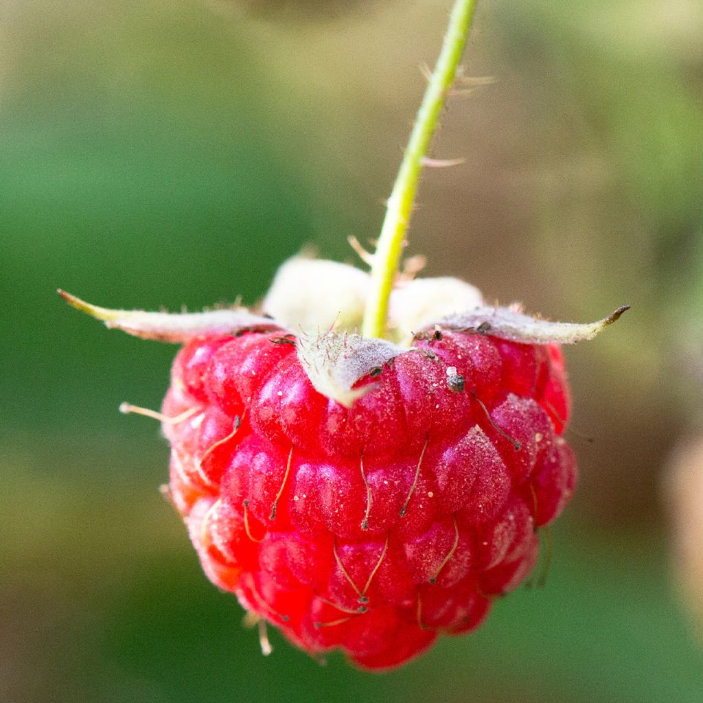 Framboisier remontant September - Rubus idaeus  Touffe en racines nues