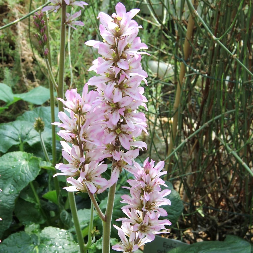 Francoa appendiculata