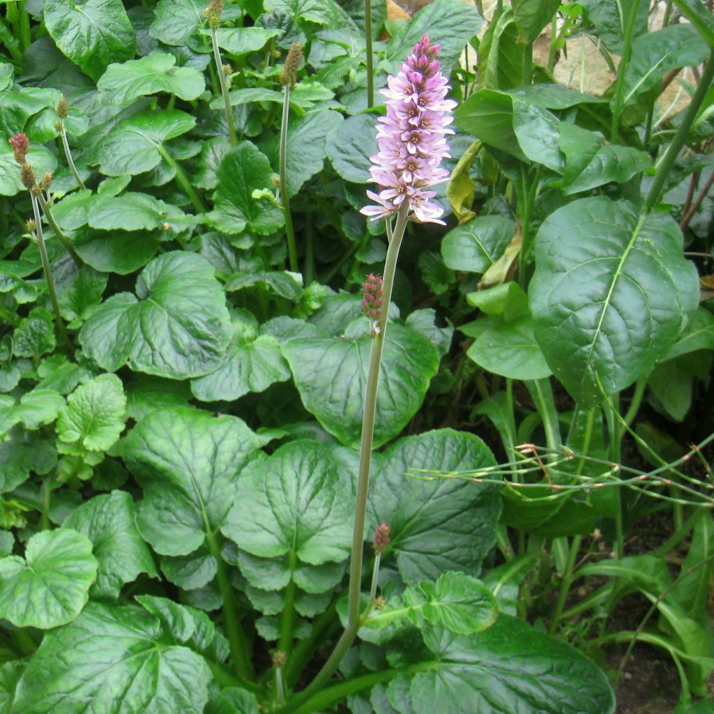 Francoa appendiculata