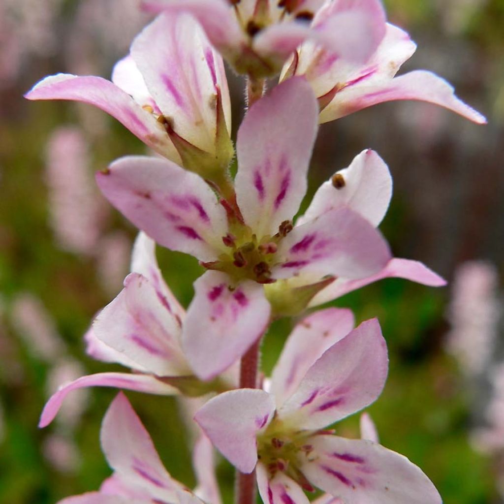 Francoa sonchifolia