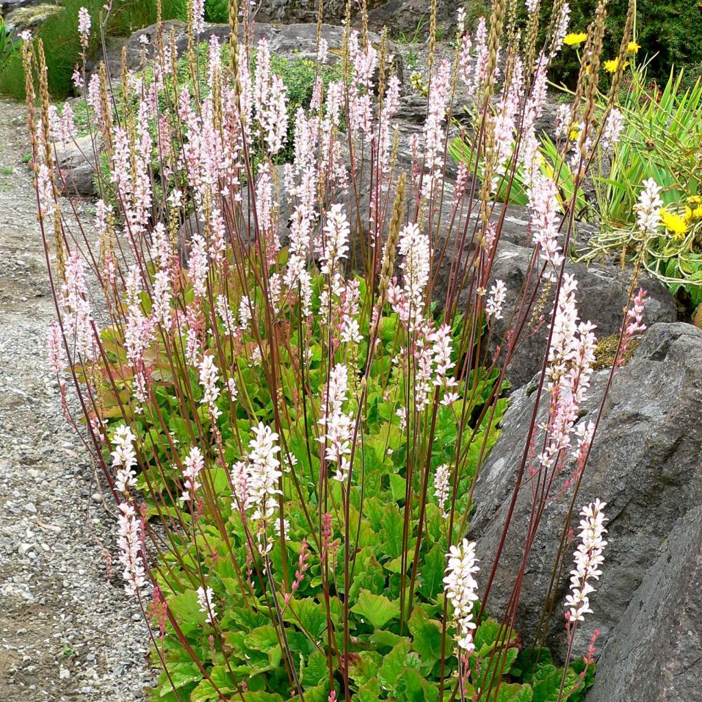 Francoa sonchifolia