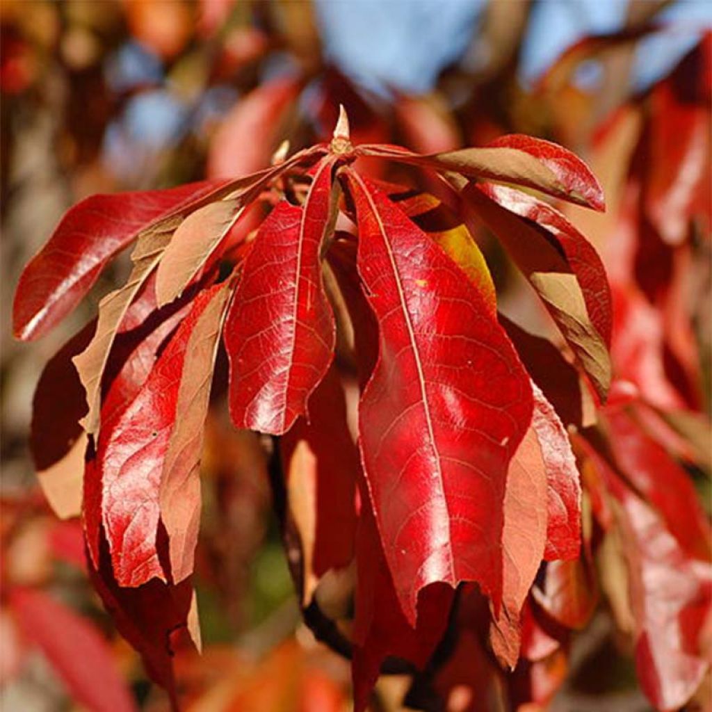 Franklinia alatamaha - Arbre de Franklin