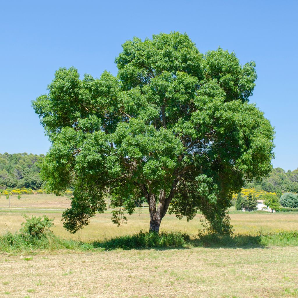 Fraxinus angustifolia - Frêne à feuilles étroites