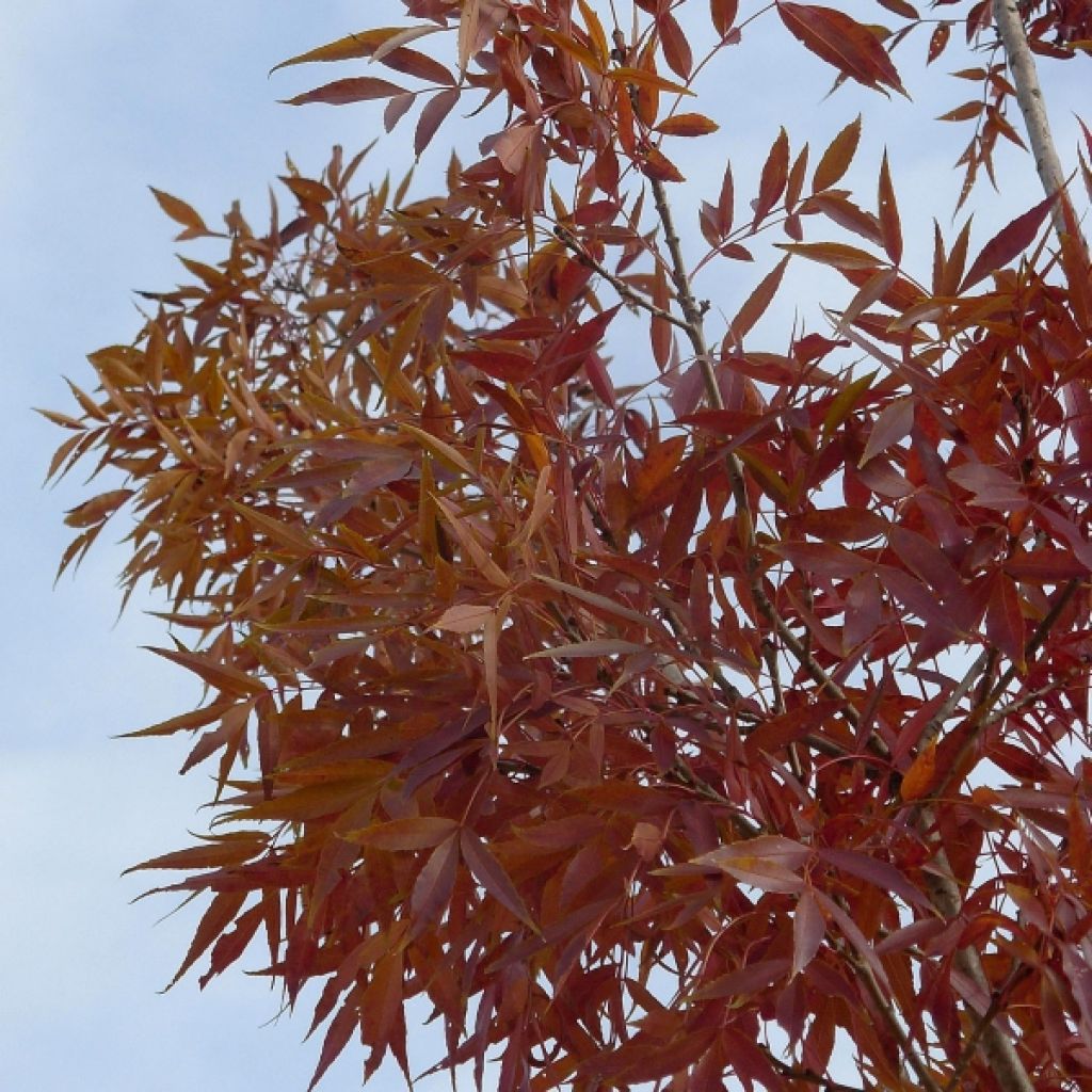 Frêne - Fraxinus angustifolia Raywood