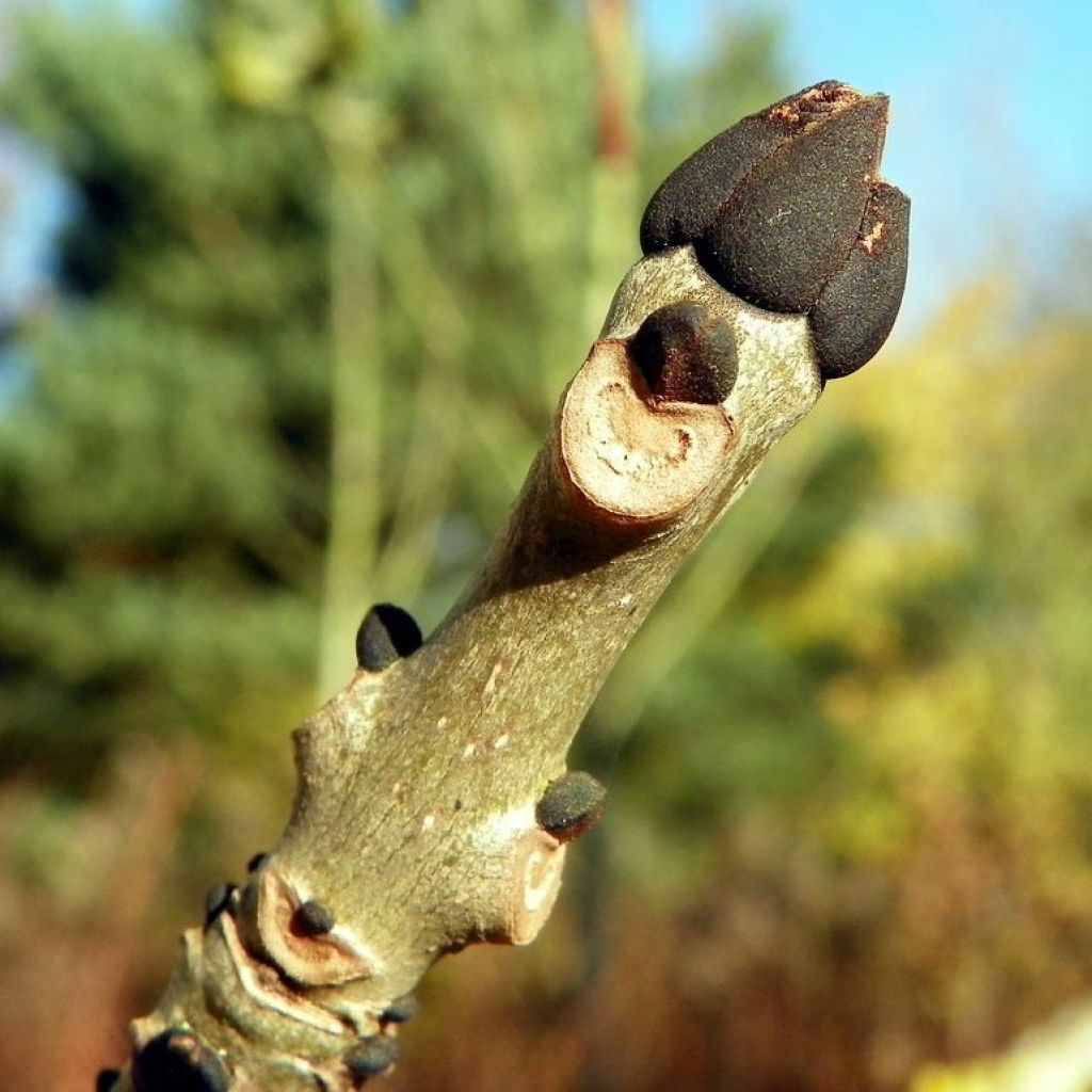 Fraxinus excelsior - Frêne commun