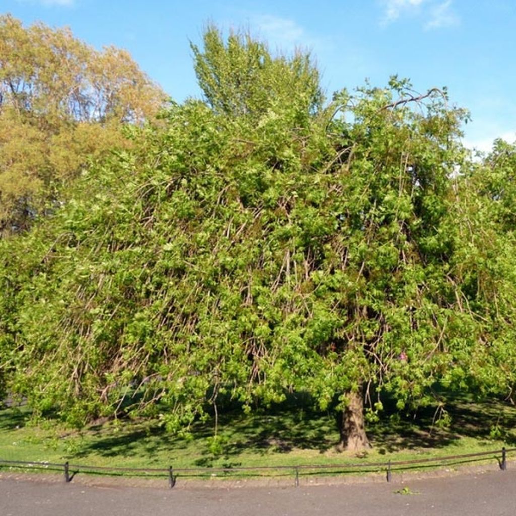 Fraxinus excelsior Pendula - Frêne pleureur