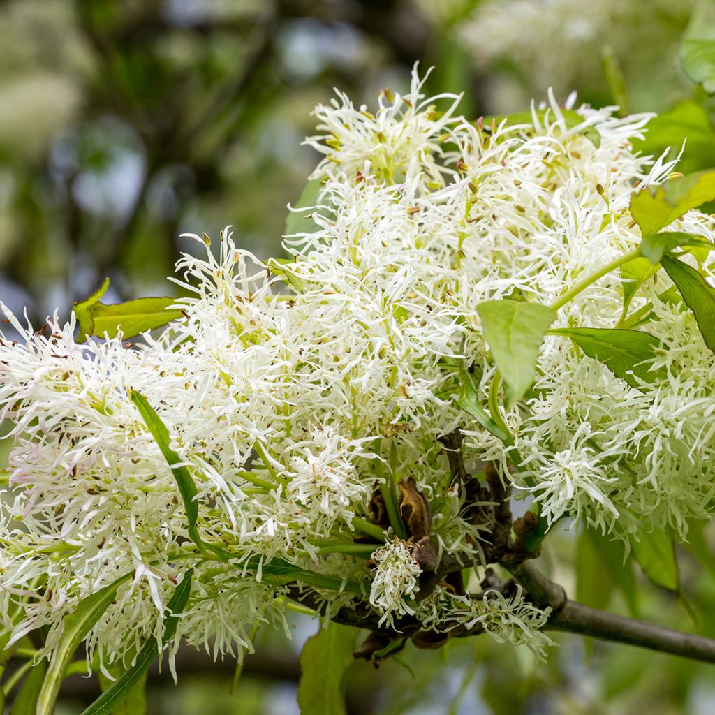 Fraxinus ornus - Frêne à fleurs, Orne