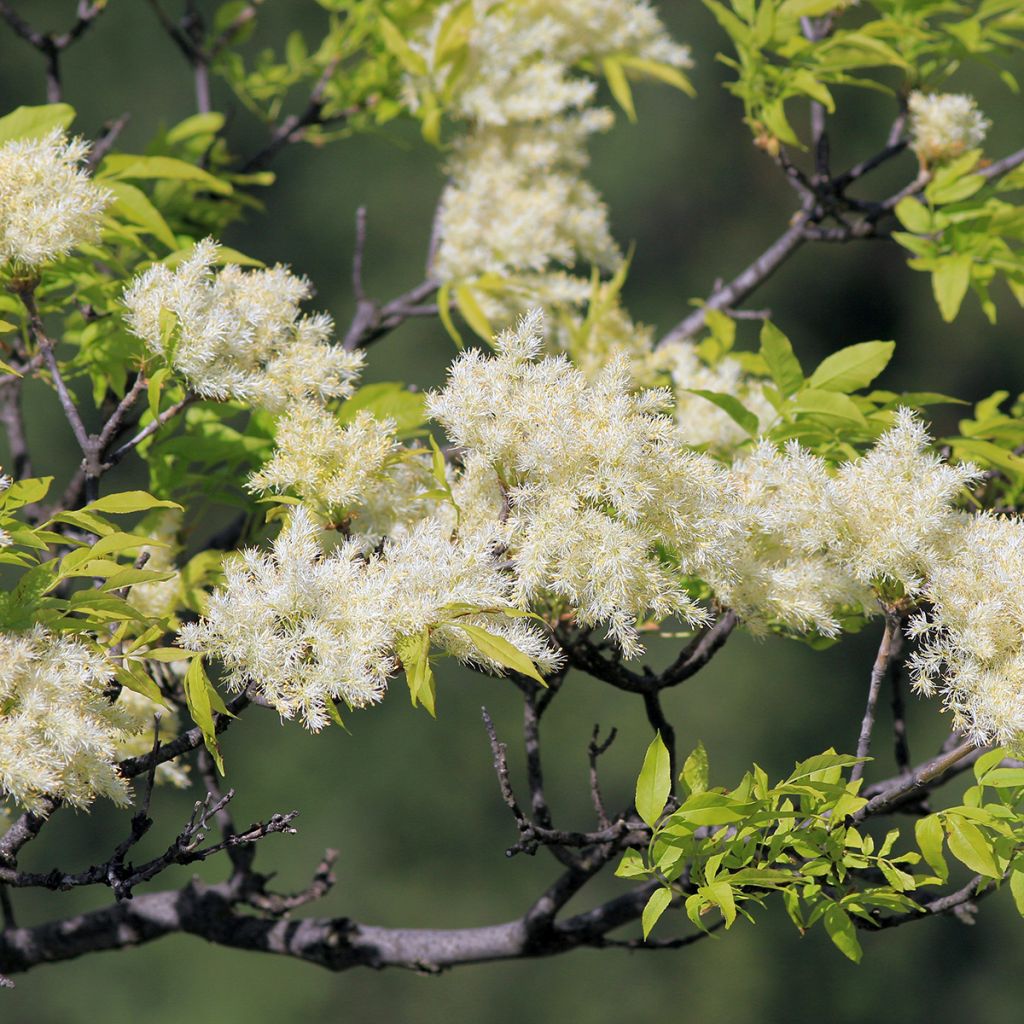 Fraxinus ornus - Frêne à fleurs, Orne