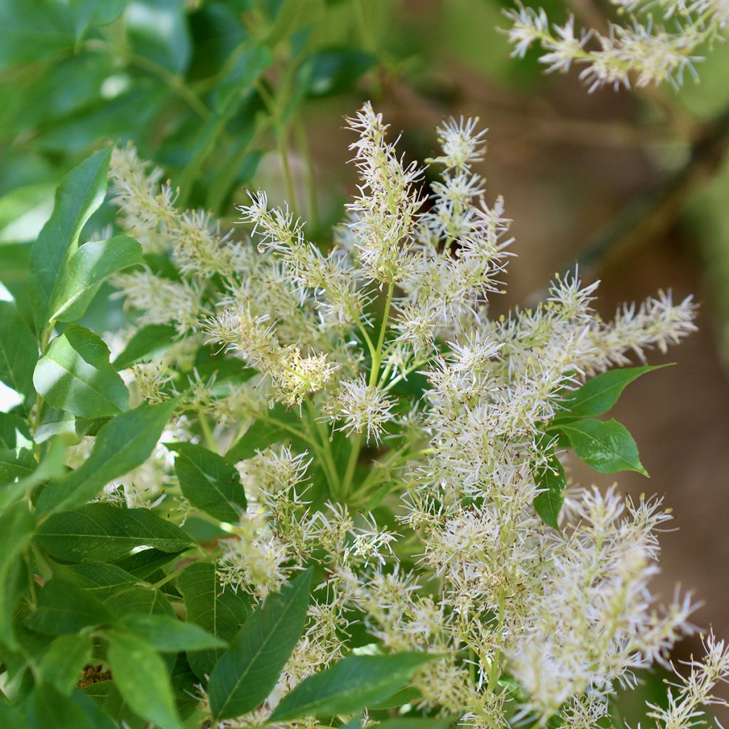 Fraxinus ornus Obelisk - Frêne à fleurs