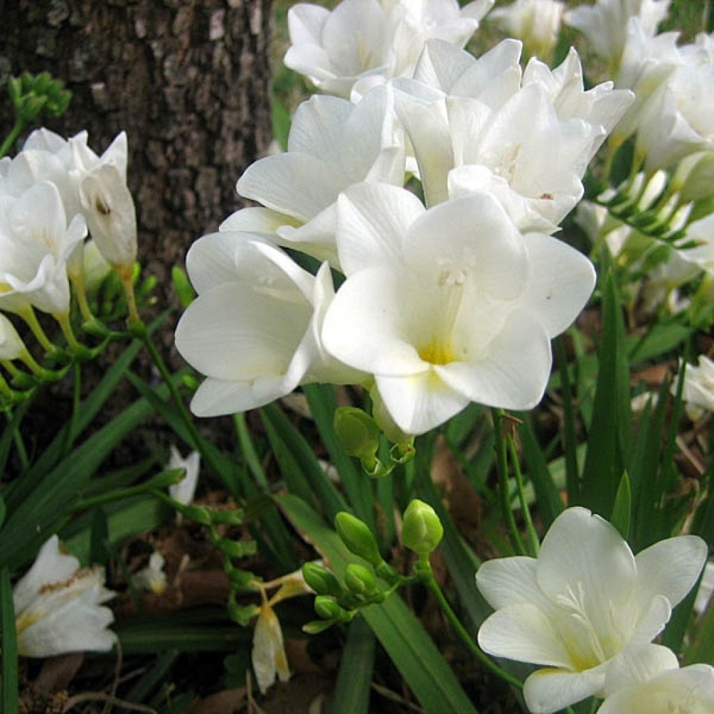 Freesia Blanc