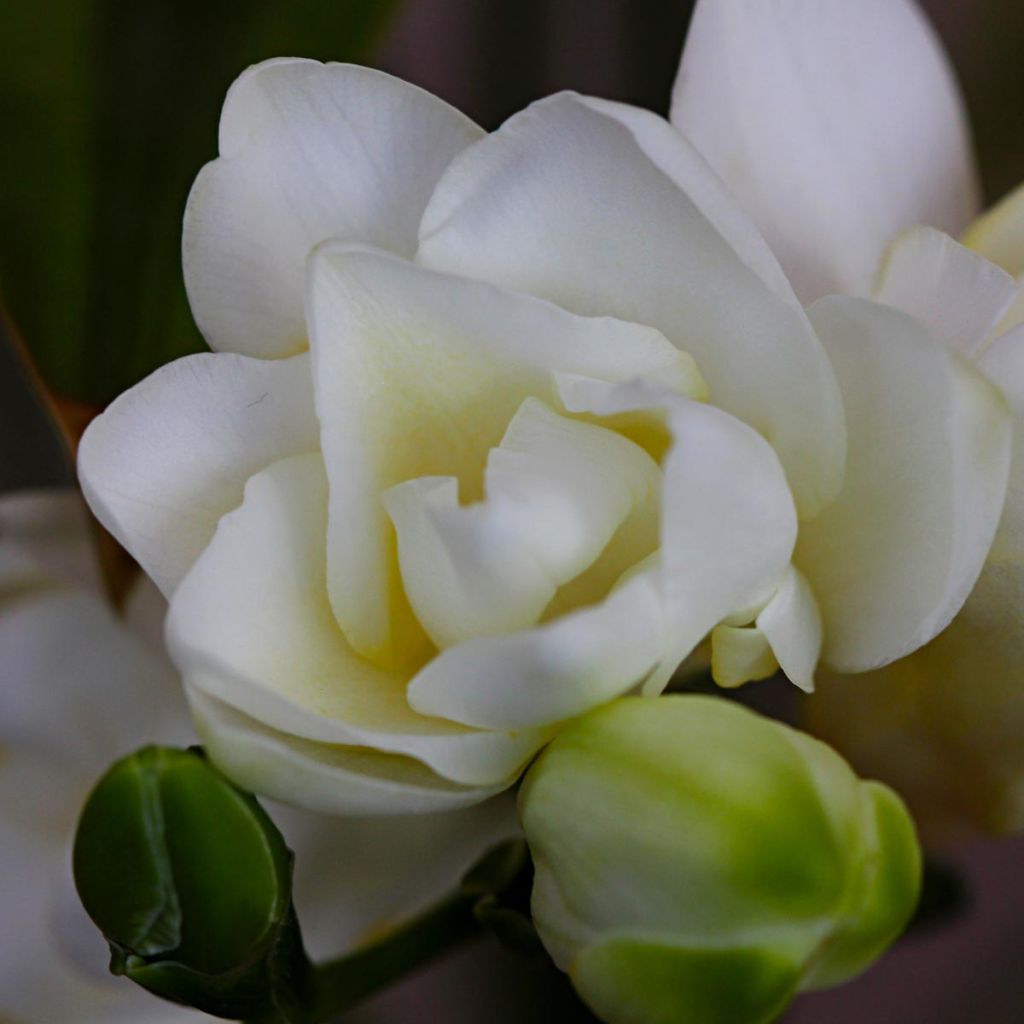 Freesia double blanc