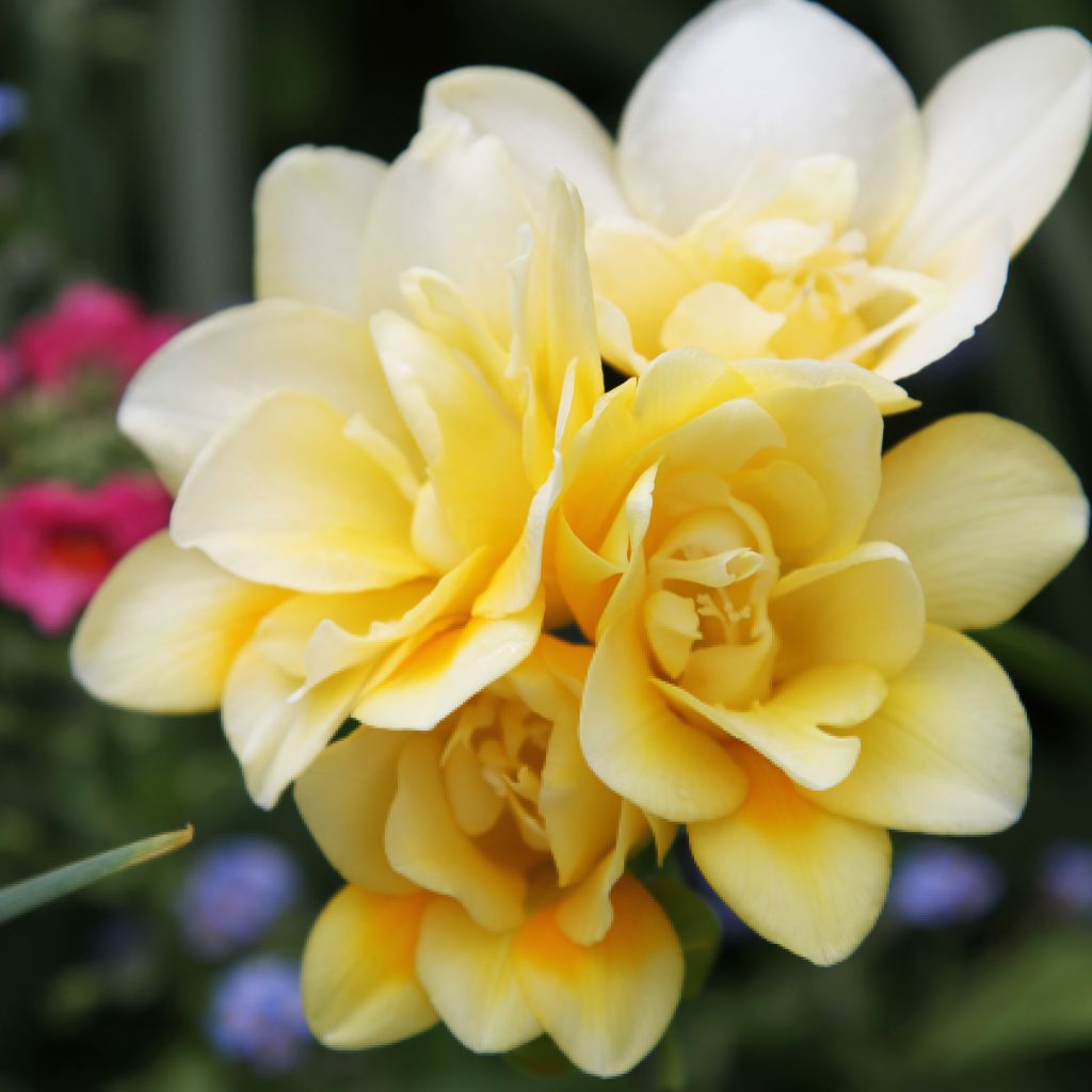 Freesia double jaune