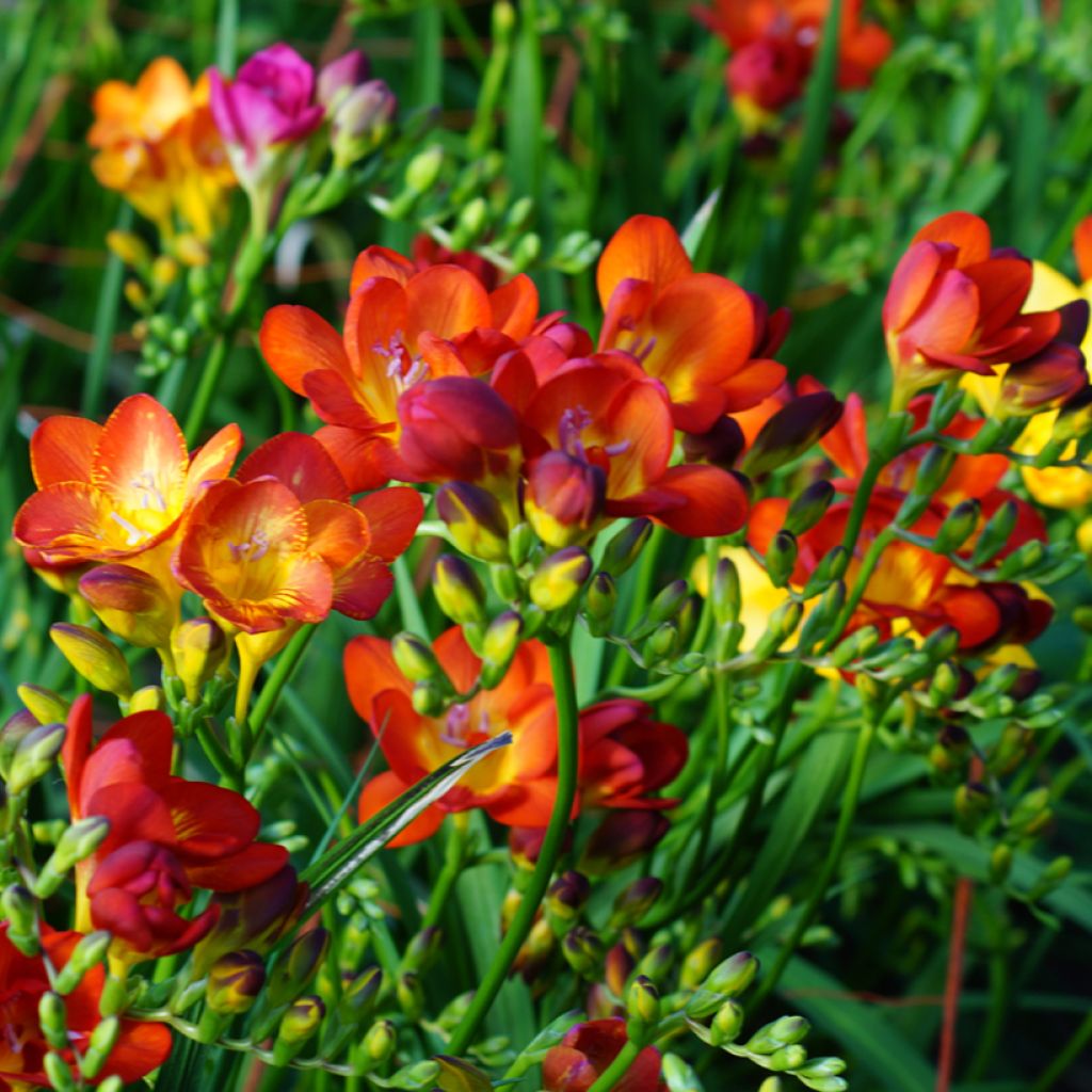 Freesia simple rouge - Muguet du Cap