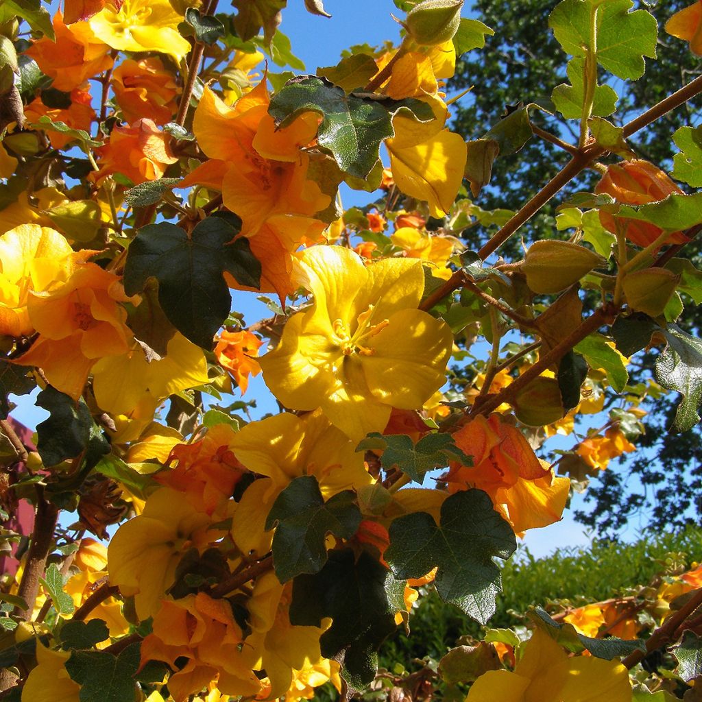 Fremontodendron californicum - Fremontia de Californie