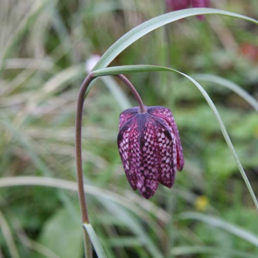 Fritillaire Meleagris ou Pintade