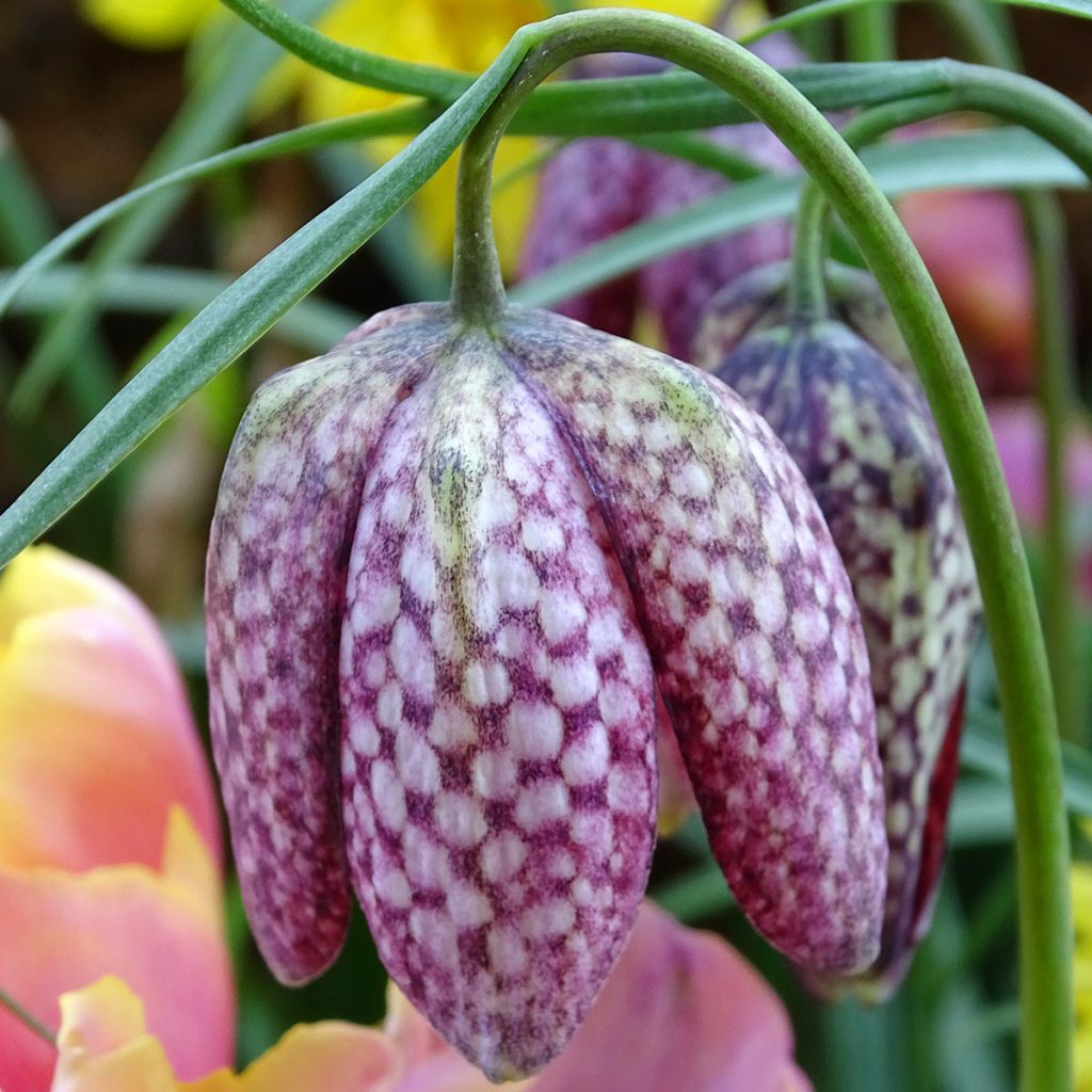 Fritillaire pintade - Fritillaria meleagris 