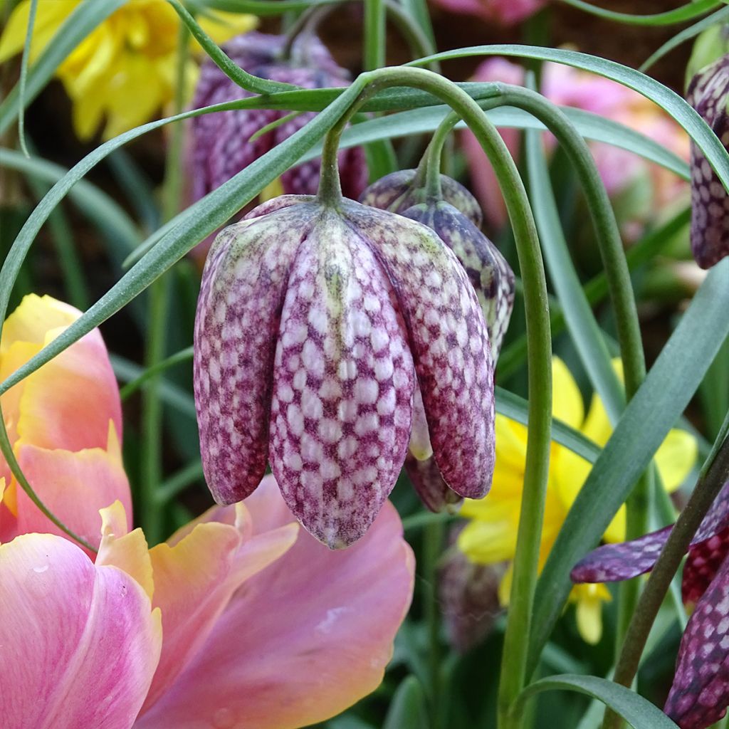 Fritillaire pintade - Fritillaria meleagris 