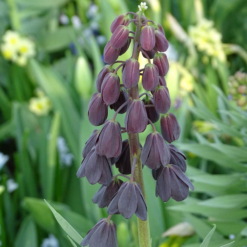 Fritillaire persica Adiyaman - Fritillaire de Perse noire