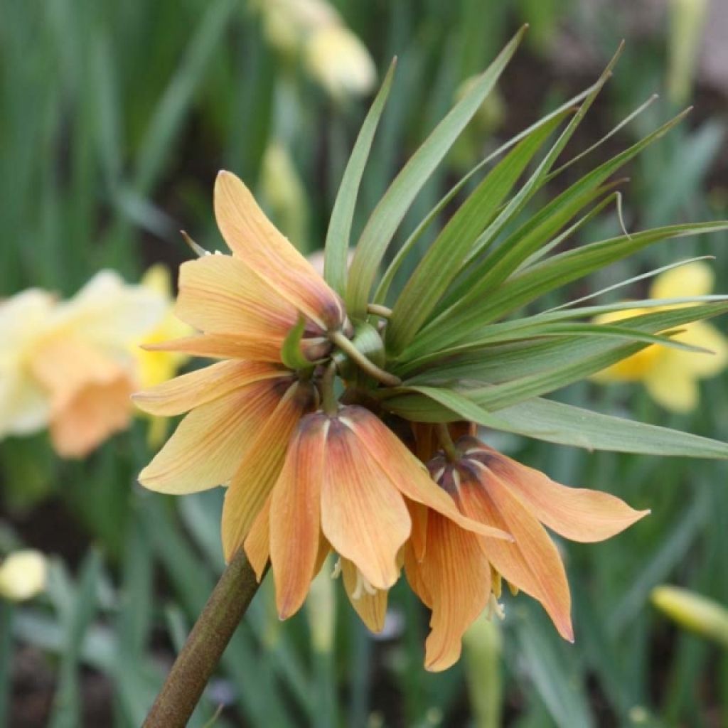 Fritillaire imperialis Tchaikovsky - Couronne impériale