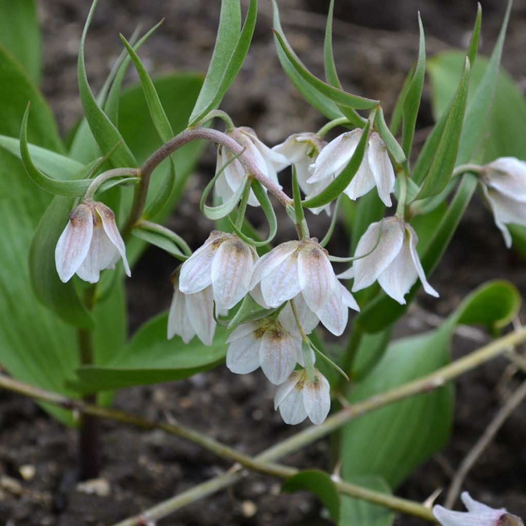 Fritillaraire bucharica