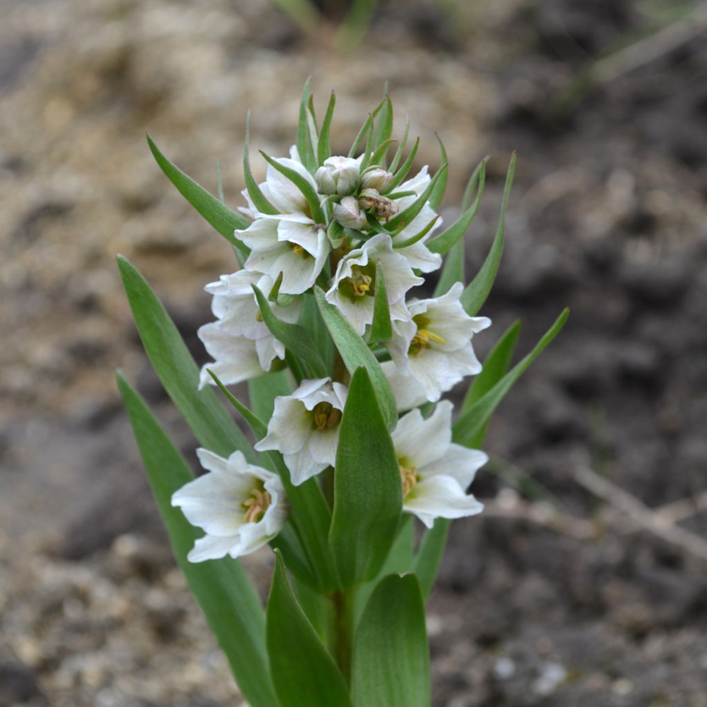 Fritillaraire bucharica