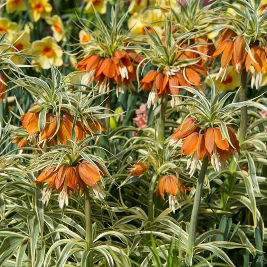 Fritillaire imperialis Argentea variegata