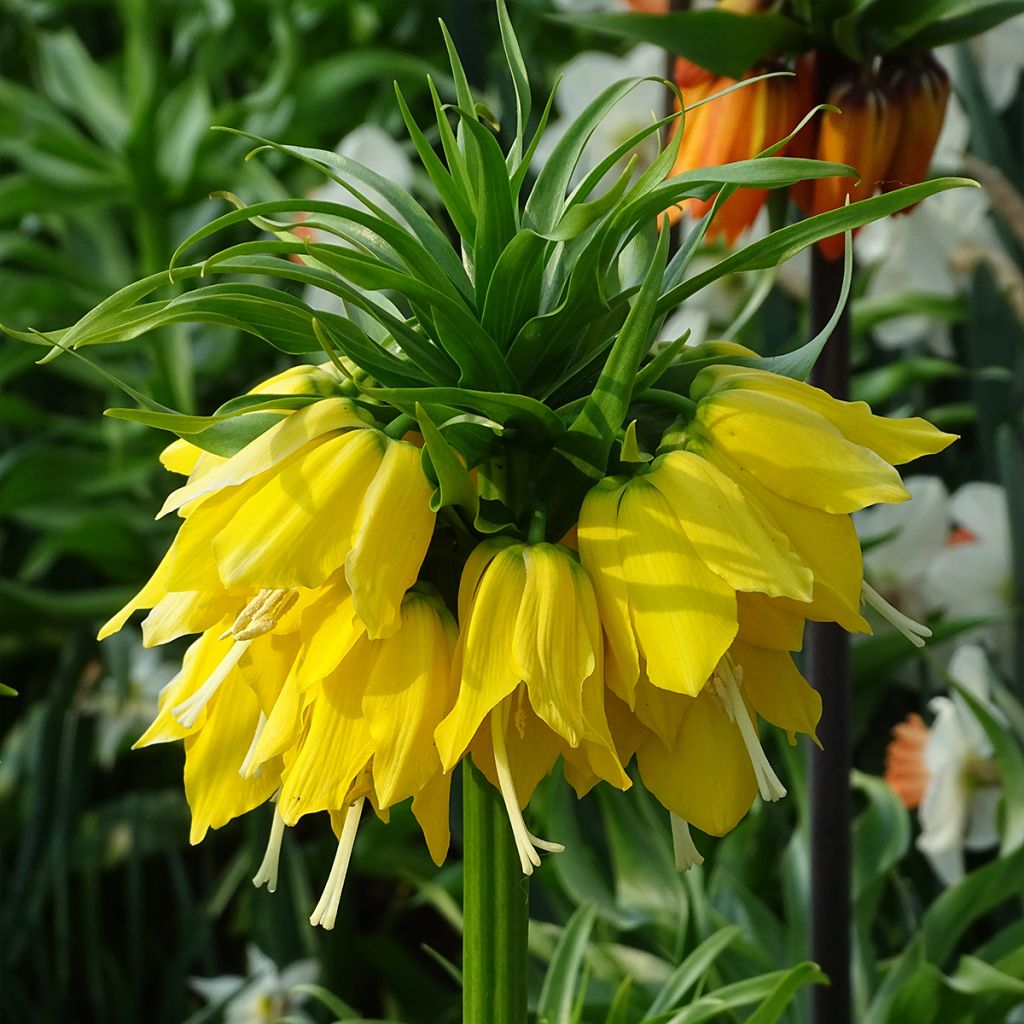 Fritillaire imperialis Lutea - Couronne impériale