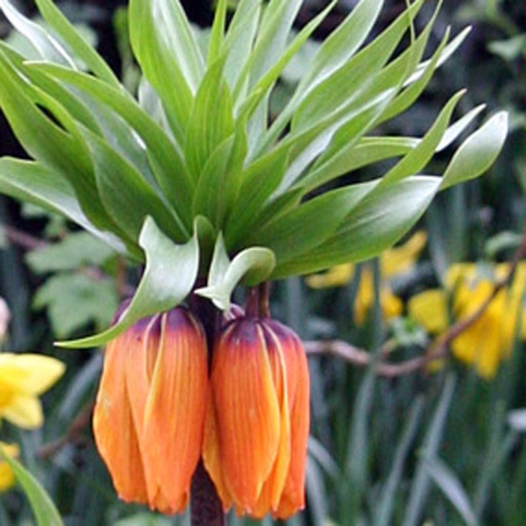 Fritillaire imperialis Prolifera - Couronne impériale