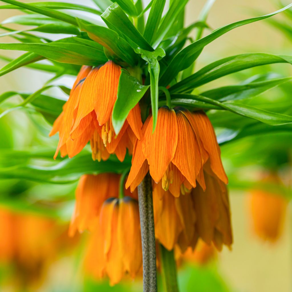 Fritillaire imperialis Prolifera - Couronne impériale