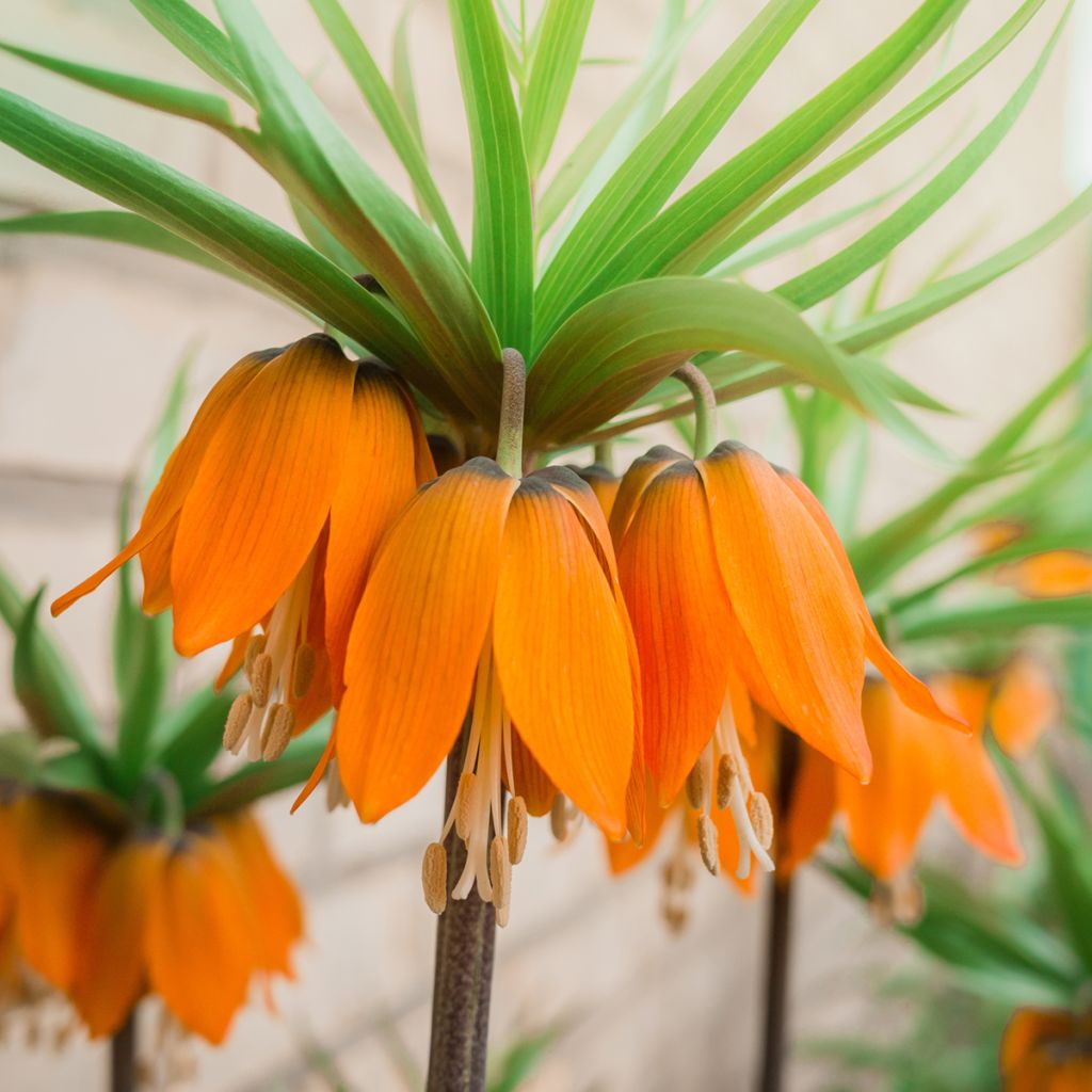 Fritillaire imperialis Prolifera - Couronne impériale