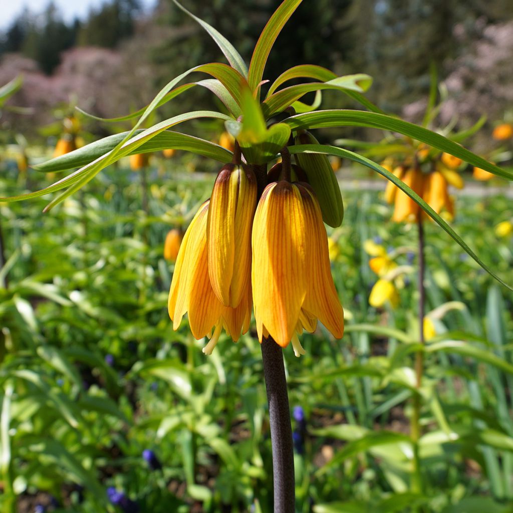 Fritillaire imperialis Striped Beauty - Couronne impériale