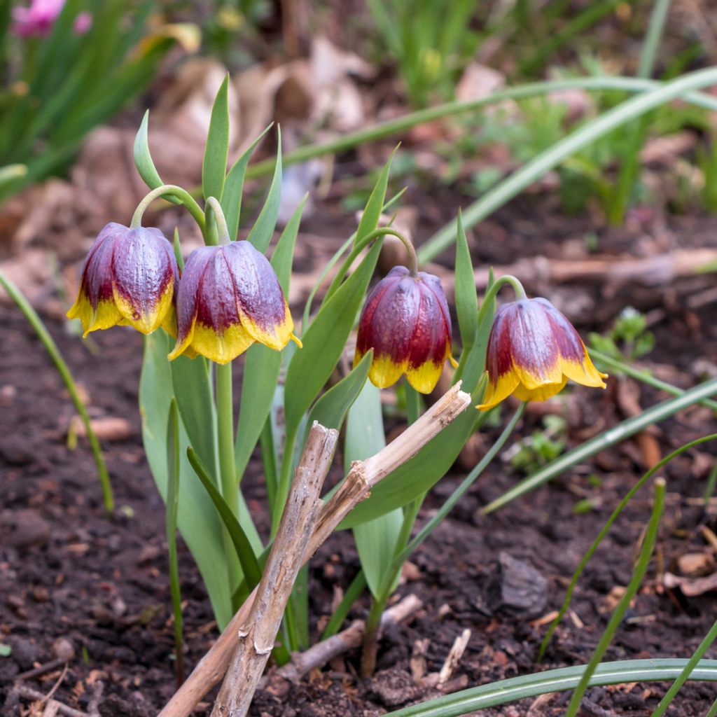 Fritillaire michailovskyi