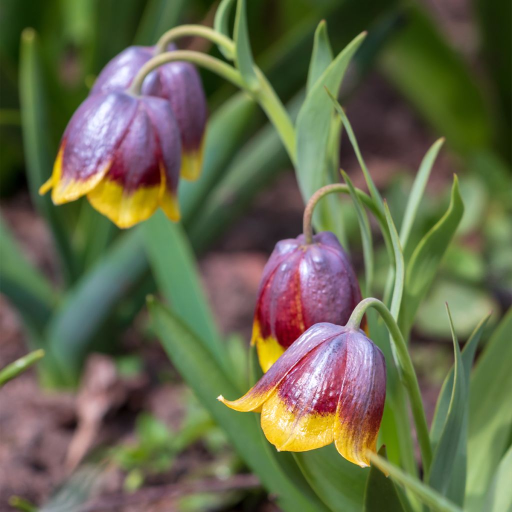 Fritillaire michailovskyi