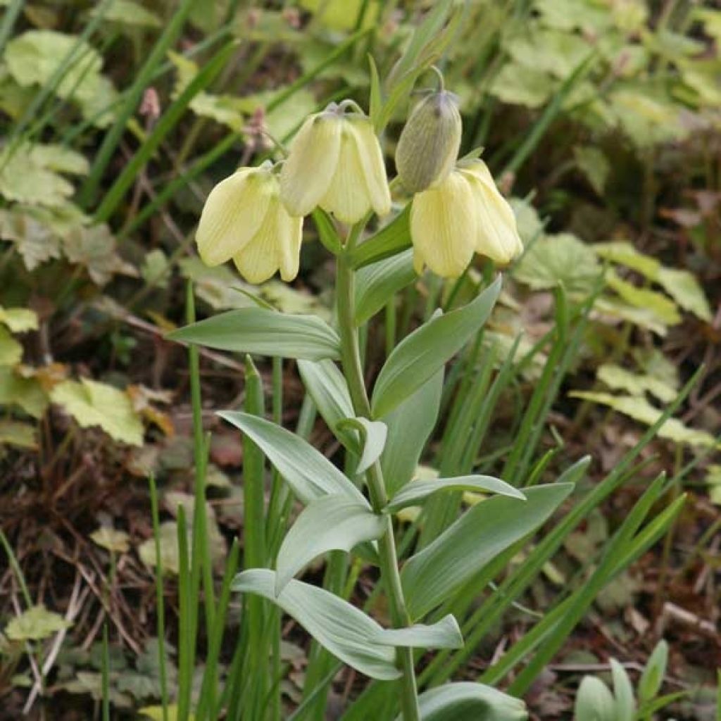 Fritillaire pallidiflora - Fritillaire à fleurs pâles