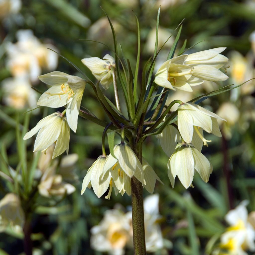 Fritillaire pallidiflora - Fritillaire à fleurs pâles