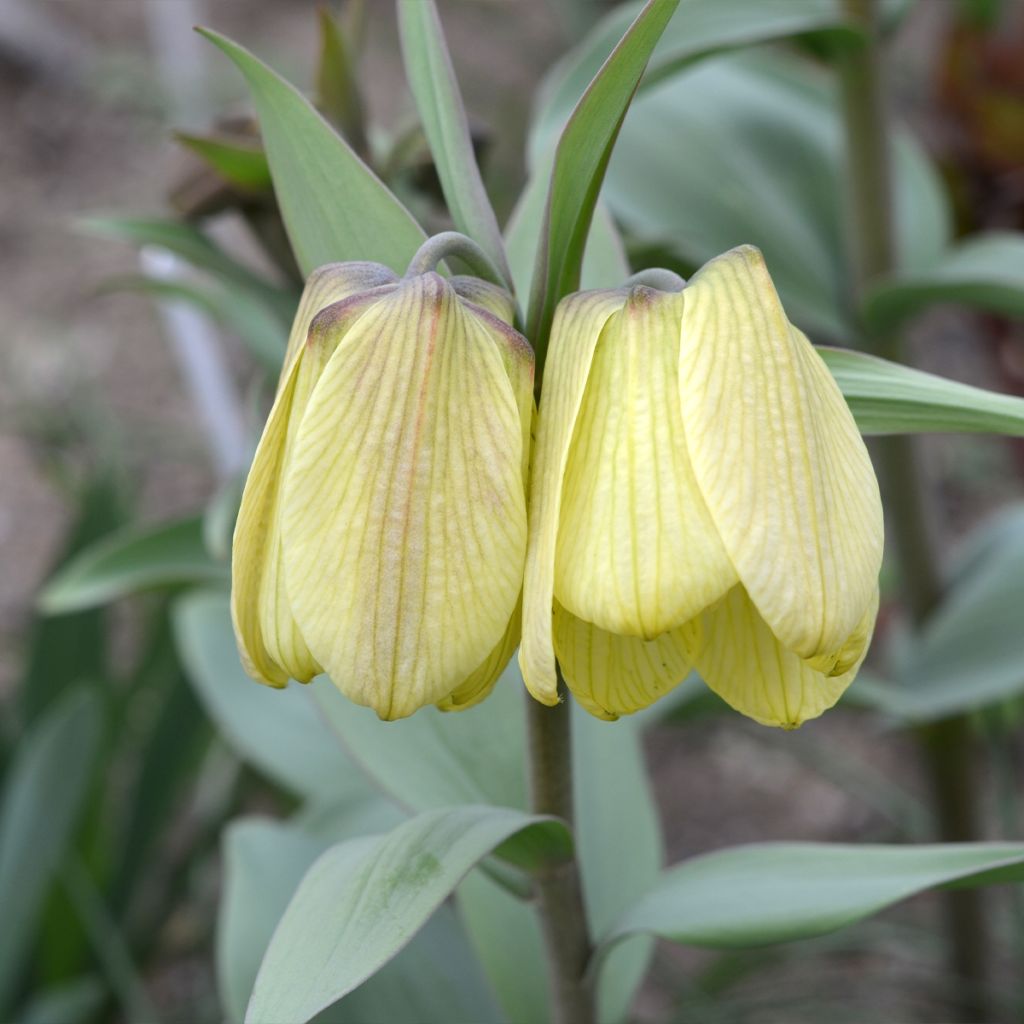 Fritillaire pallidiflora - Fritillaire à fleurs pâles