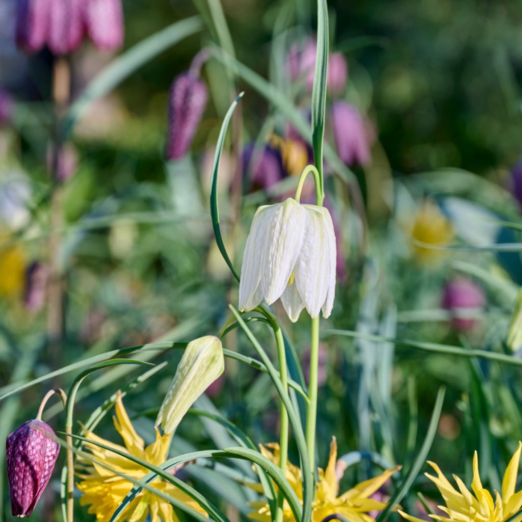 Fritillaire pintade - Fritillaria meleagris Alba