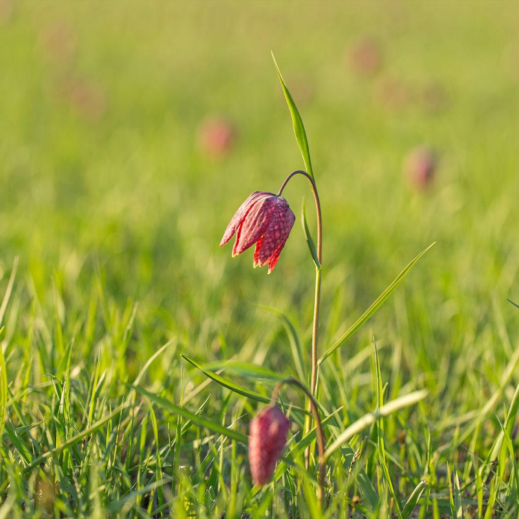 Fritillaire pintade - Fritillaria meleagris 