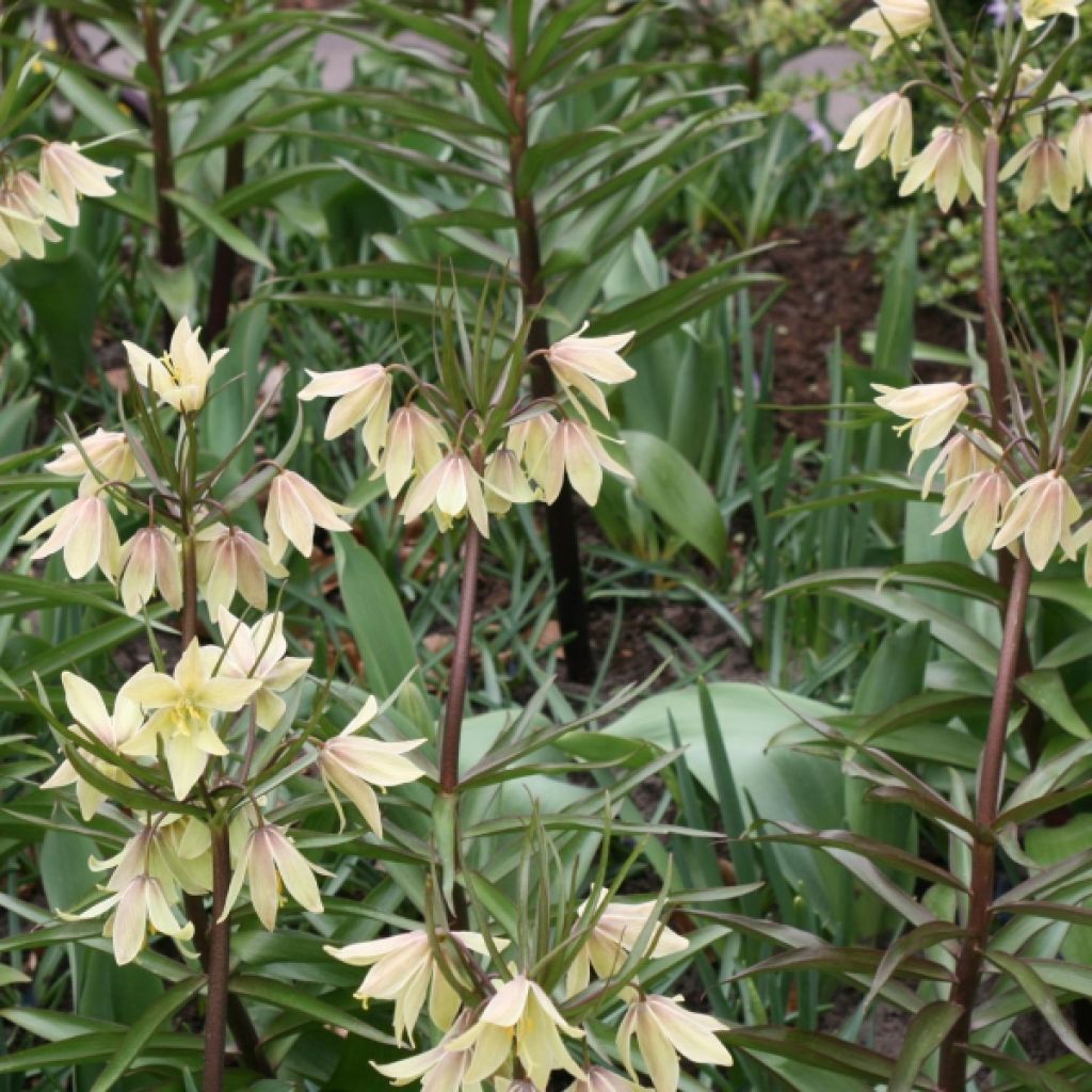 Fritillaire imperialis Raddeana - Couronne impériale