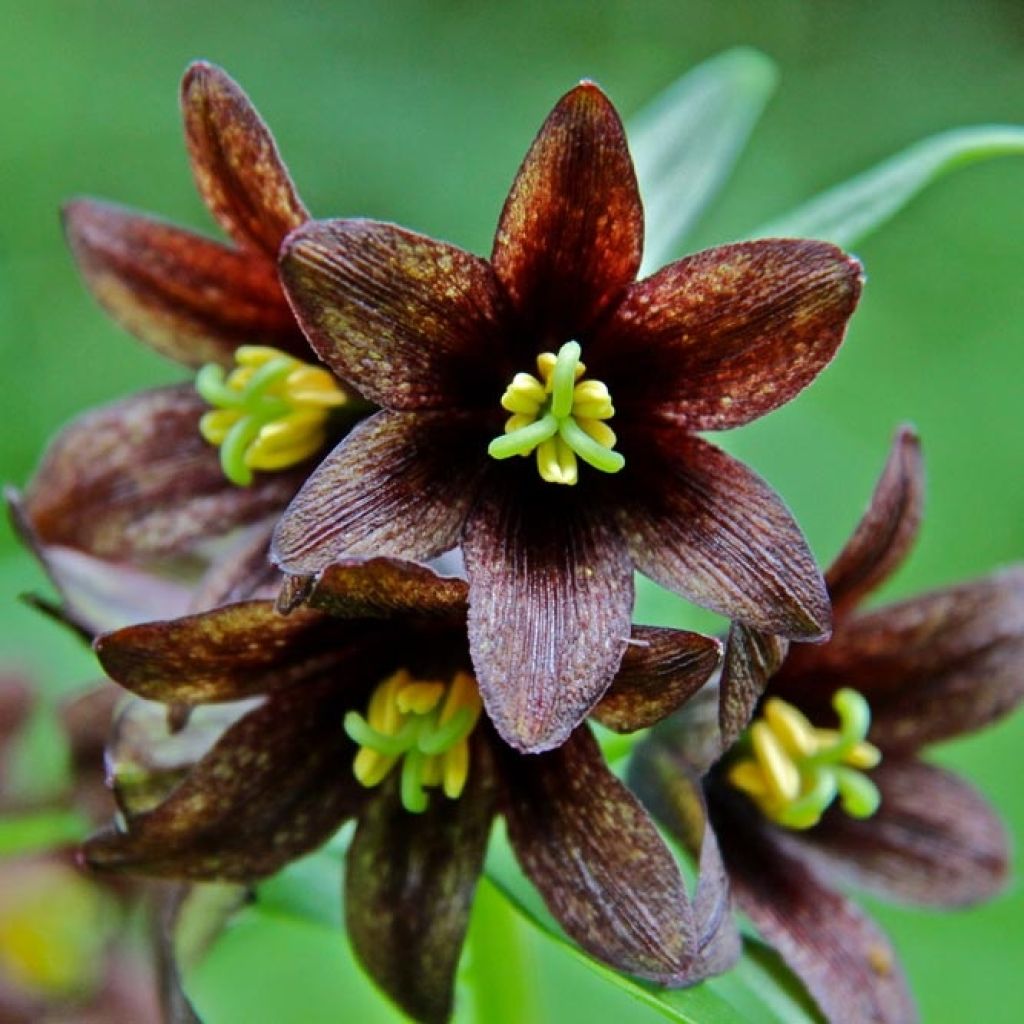 Fritillaire camschatcensis - Fritillaire ou Lys du Kamtchatka