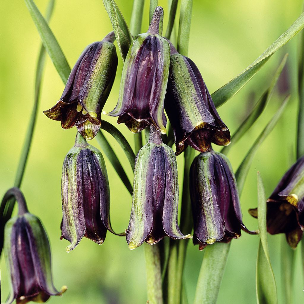 Fritillaria elwesii - Fritillaire botanique