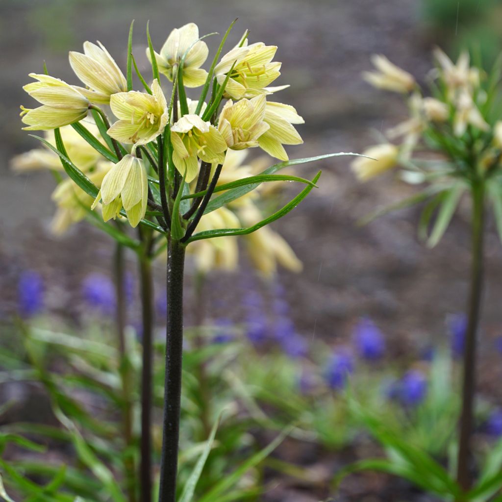 Fritillaria raddeana - Couronne impériale