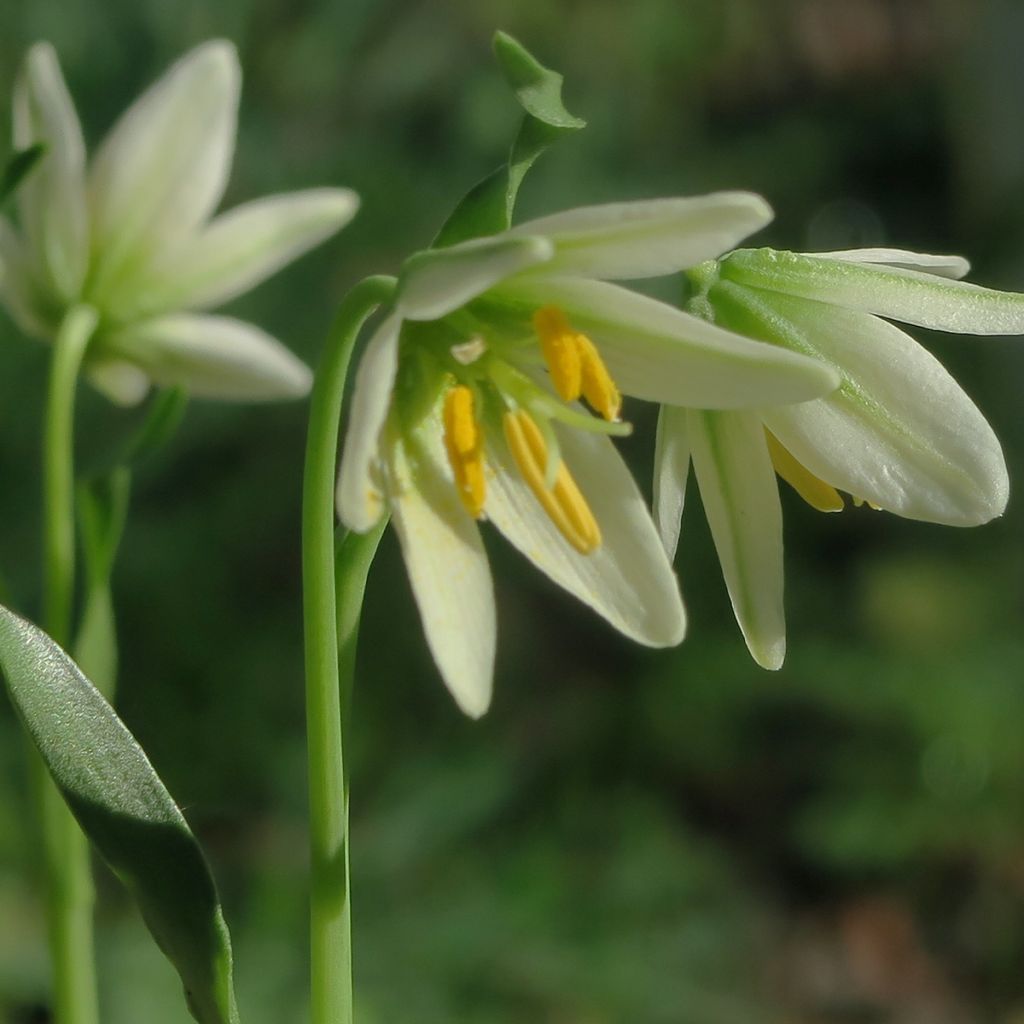 Fritillaria liliacea - Fritillaire botanique