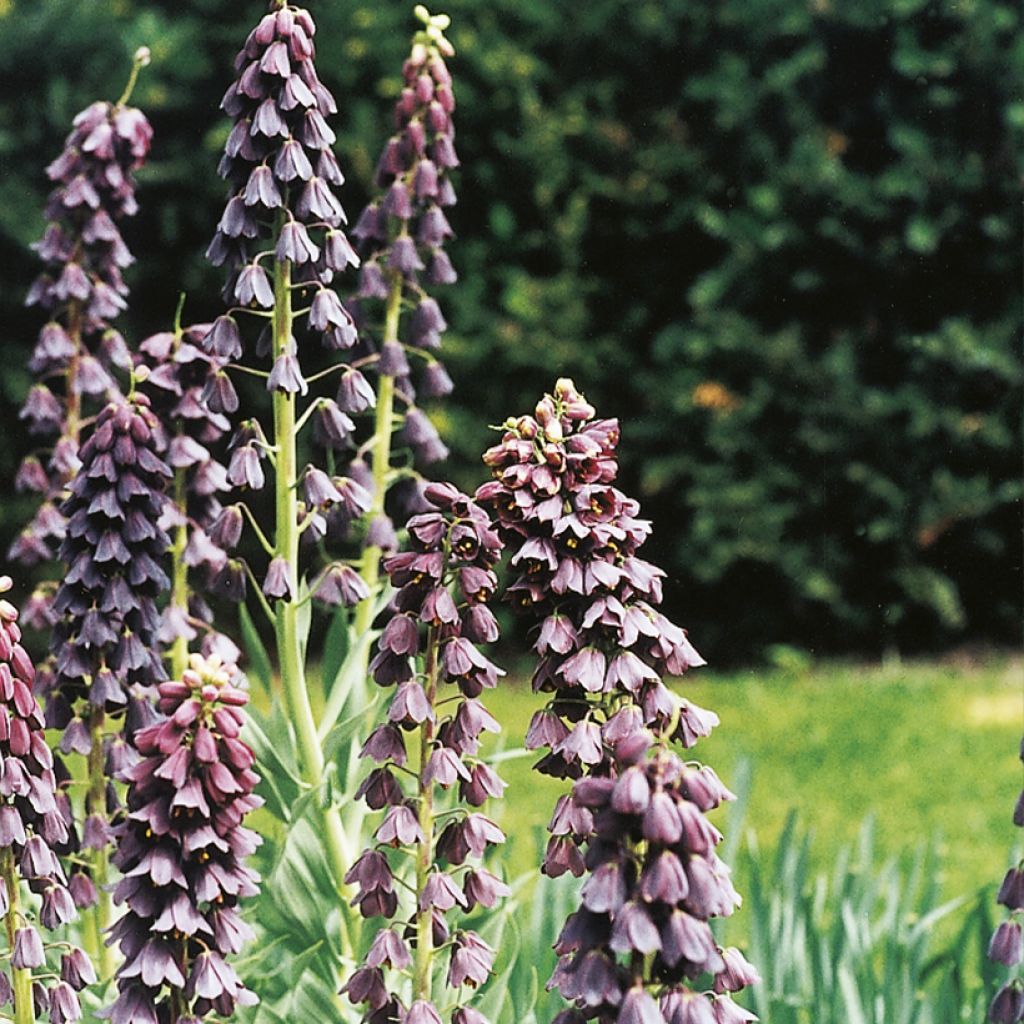 Fritillaria persica - Fritillaire de Perse