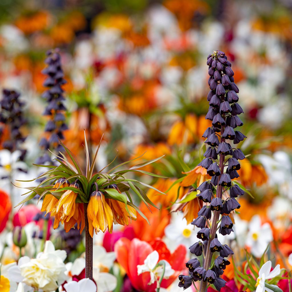 Fritillaria persica - Fritillaire de Perse