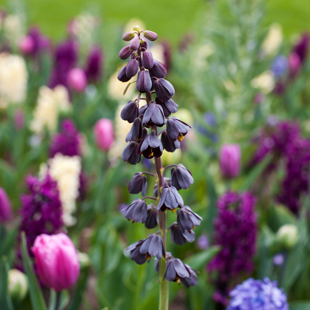 Fritillaria persica - Fritillaire de Perse